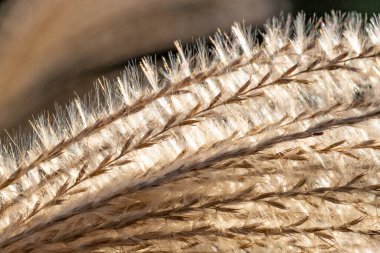 Beyaz çim tohumlarını kapatın.  