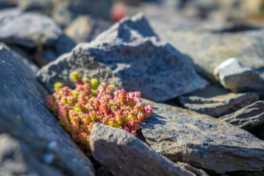 Kaya taşlarını bitkiyle kapatın.