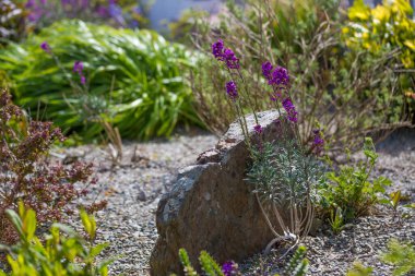 Bahçedeki güzel çiçekler