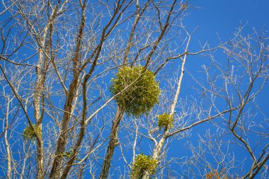 Mavi gökyüzüne karşı ağaç dalları