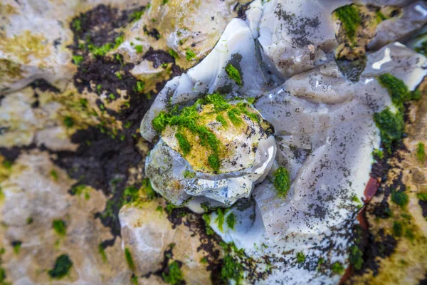 Whiterocks Beach Portrush County Antrim Irlanda — Fotografia de Stock