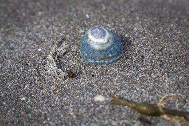 Kumsalda deniz kabukları