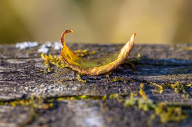 Ağaç kütüğünün üzerine düşen yaprak, kapat.