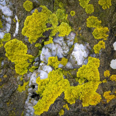Taşın üstündeki sarı yosun manzarası