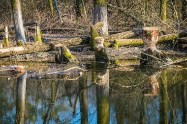 Güneşli ormanda nehir kıyısında devrilmiş ağaçlar