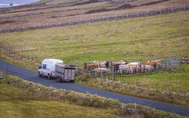 Araba ineklerin yanında yolda gidiyor.