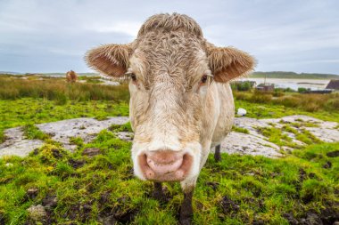 İrlanda 'da inek ve buzağılar
