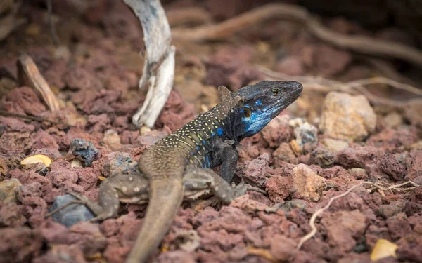 Männliche Bunte Eidechse Auf Steinen Auf Teneriffa — Stockfoto