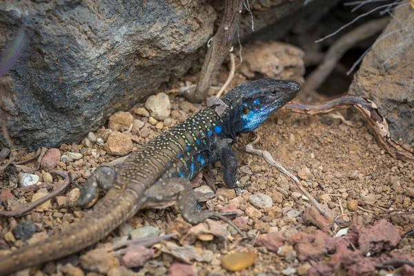 Lézard Mâle Coloré Sur Pierres Sur Tenerife — Photo