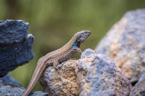 Mannelijke Kleurrijke Hagedis Stenen Tenerife — Stockfoto