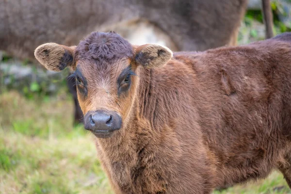 a closeup of little cow in field