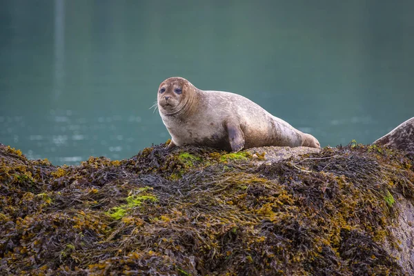 Nice Seals Glengarriff Garinish Island Inishmore Aran Islands Ireland — Stock Photo, Image