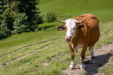Avusturya, Constance Gölü 'ndeki yeşil tarlalarda inekler ve buzağılar.