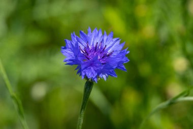 Almanya ve Avusturya sınırındaki Leiblach nehrinin kıyısındaki bir çiftlikte arılı bir çiçek.