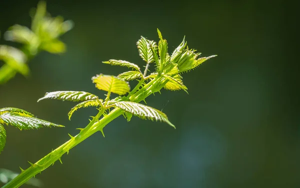 Plantas Verdes Junto Río Leiblach Frontera Alemania Austria — Foto de Stock