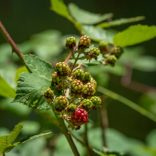 Wild Green Blackberry River Leiblach Border Germany Austria — Stock Photo, Image