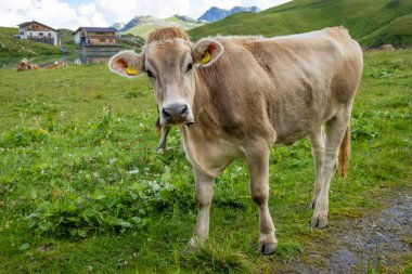 Avusturya, Vorarlberg 'deki Zuerser Alplerindeki yeşil tarlalarda inekler.