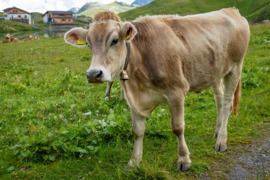 Avusturya, Vorarlberg 'deki Zuerser Alplerindeki yeşil tarlalarda inekler.