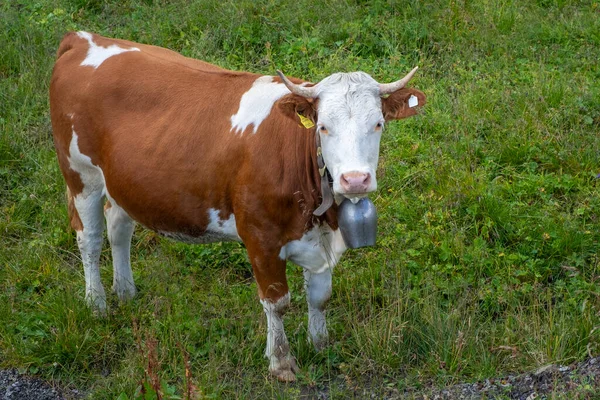 Vacas Campos Verdes Los Alpes Zuerser See Vorarlberg Austria — Foto de Stock