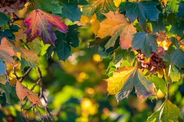 Bunte Blätter Herbst Österreich — Stockfoto