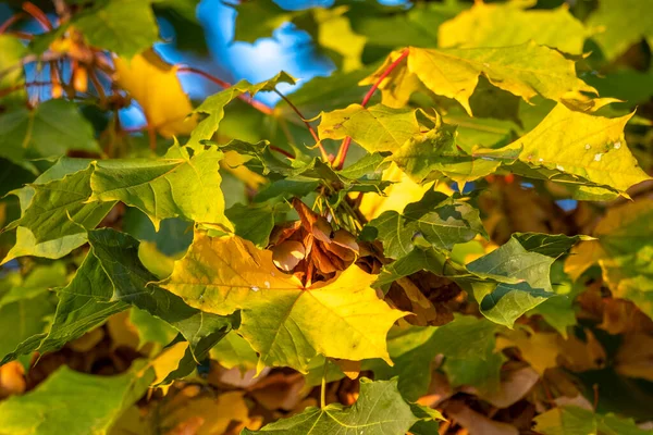 Кольорове Листя Восени Австрія — стокове фото
