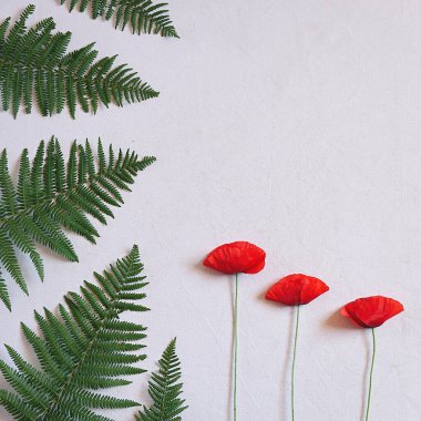 Yabani gelincik çiçekleri ve eğreltiotu içeren minimalist beyaz arkaplan; kopyalama alanı, seçici yaklaşım.