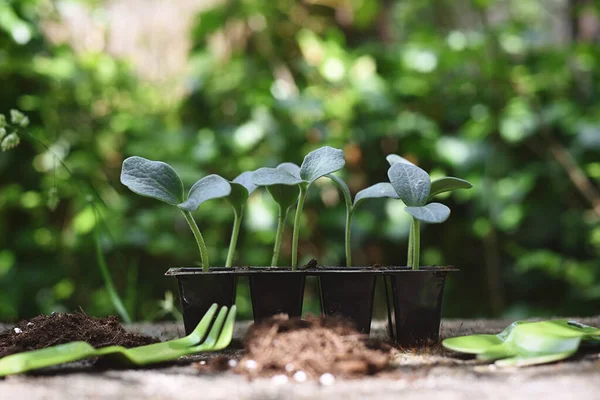 Belles Pousses Citrouille Avec Outil Jardin Concept Activité Thérapeutique — Photo