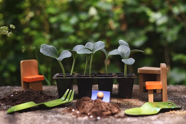 Semis Pousses Citrouille Poussant Dans Jardin Avec Des Outils Pour — Photo