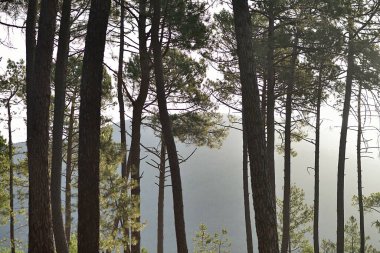 Ormanda gün batımında, arkada dağ var..