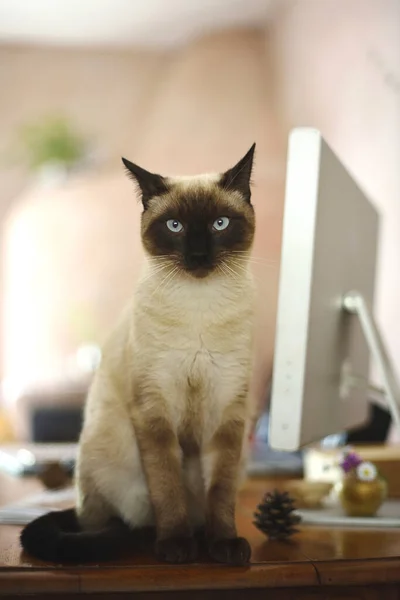 Belo Gato Siamês Escritório Com Tela — Fotografia de Stock