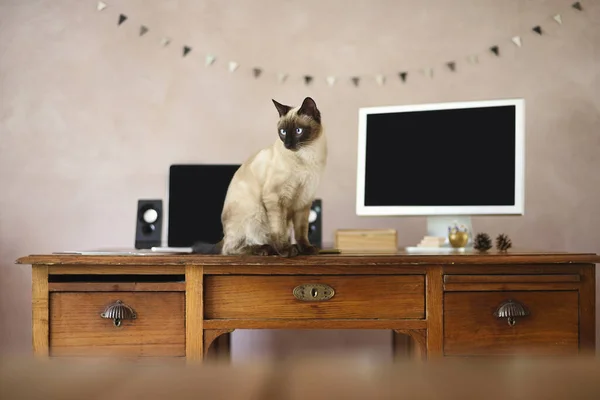 Mesa Trabajo Con Pantallas Ordenador Portátil Mascota Casa —  Fotos de Stock