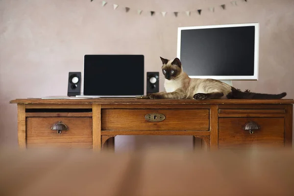 Table Travail Avec Écrans Ordinateur Portable Mascotte Maison — Photo