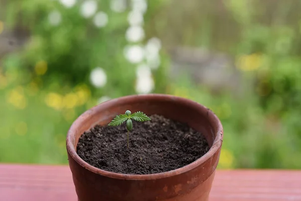 Cânhamo Para Cultivo Medicinal Cbd Cannabidiol — Fotografia de Stock