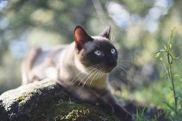 Warm Beeld Van Een Siamese Kat Een Steen Met Mos — Stockfoto