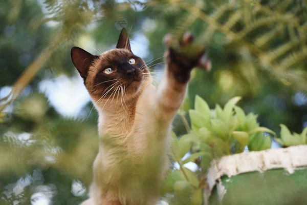 Siamese Kat Spelen Met Varens Buiten — Stockfoto