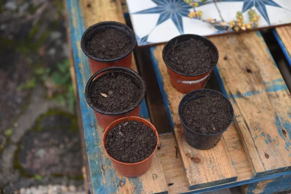 April Seedling Home Pots Soil Seeds — Stock Photo, Image
