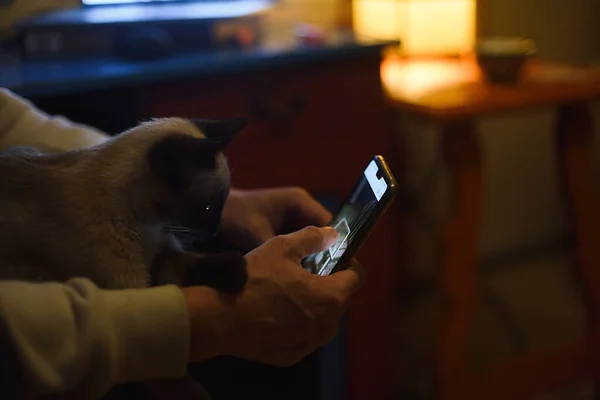 Katt Tittar Mobiltelefonskärmen — Stockfoto