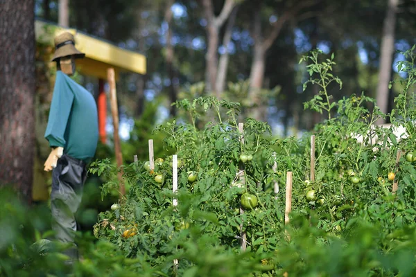 Tomater Planterade Ekologisk Trädgård Med Fågelskrämmor — Stockfoto