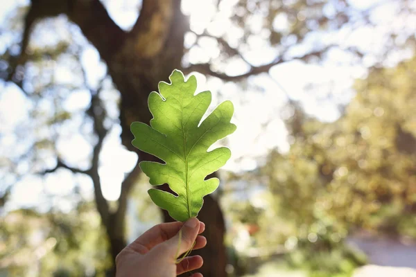 Hand with backlit green oak leaf in the forest with blur background.