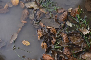 Yansımalı su birikintisi, meşe yaprakları ve güzel otlar..