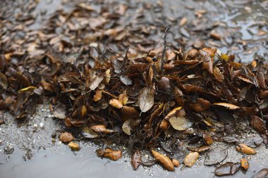 Mantar meşe yaprakları çamurla ıslanmış..