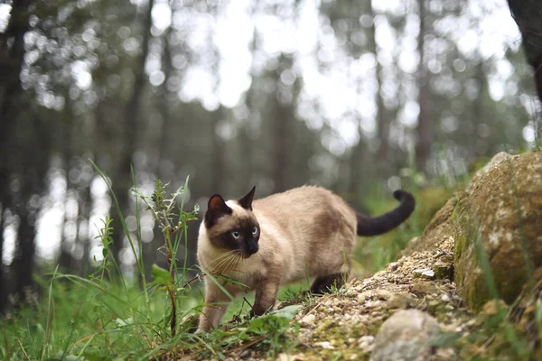 Portret Van Siamese Kat Het Bos Met Veel Karakter — Stockfoto