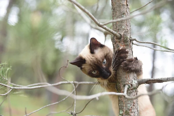 Siamees Kattenkop Vasthoudend Aan Een Dennenboom Met Zijn Nagels — Stockfoto