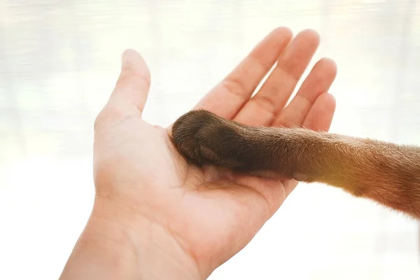 Kedi ayağı ve insan eli. Bağlanma ve bakım kavramı..