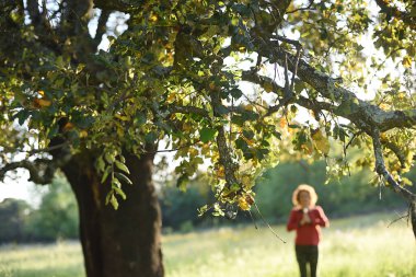 Günbatımında meşe dalları ve kadın silueti ile meditasyon arka planı.