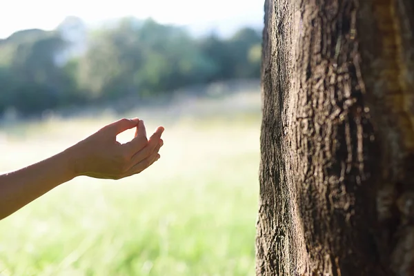 Mudra of woman\'s hand and cork oak trunk.