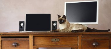 Doğada çekilmiş taze organik sebzelerin bileşimi ve arka planda ahşap sepet..