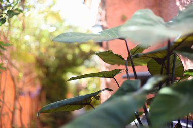 Turuncu renkli Kanarya bahçesindeki tropikal yaprakların doğal arka planı.