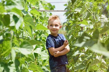 Güneşli bir günde yeşil fasulye bahçesinde küçük bir çocuk..