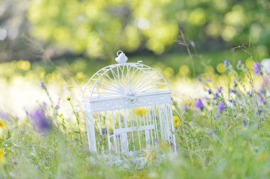 Kırsalda kuş kafesi açık, konsept özgürlük.